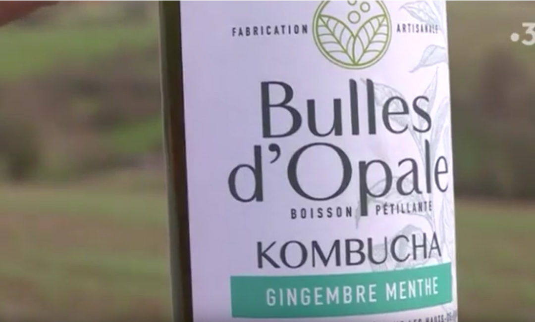 Le Kombucha, la petite boisson qui monte, en fabrication sur la Côte d'Opale, FR3 Hauts-de-France