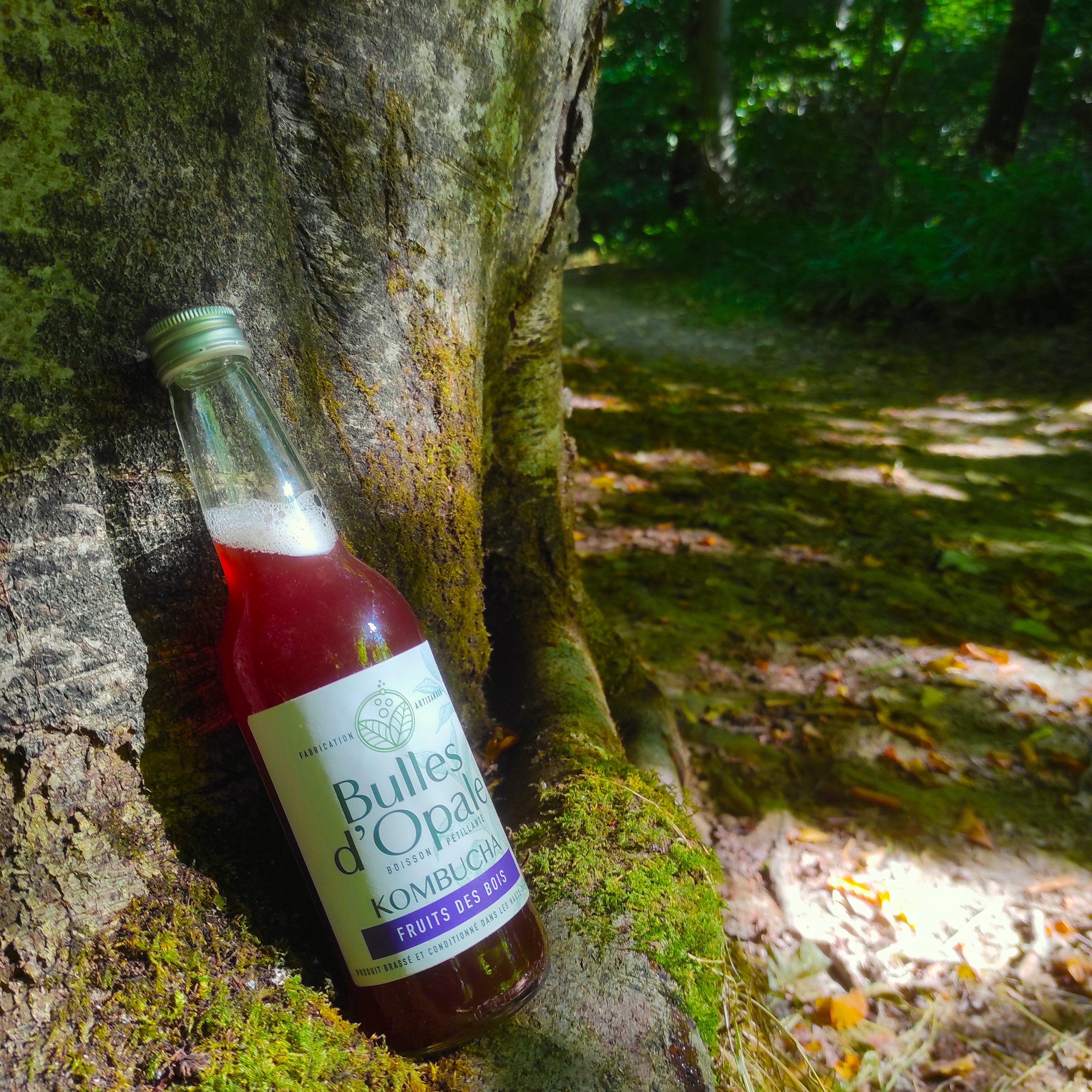 Kombucha dans la foret